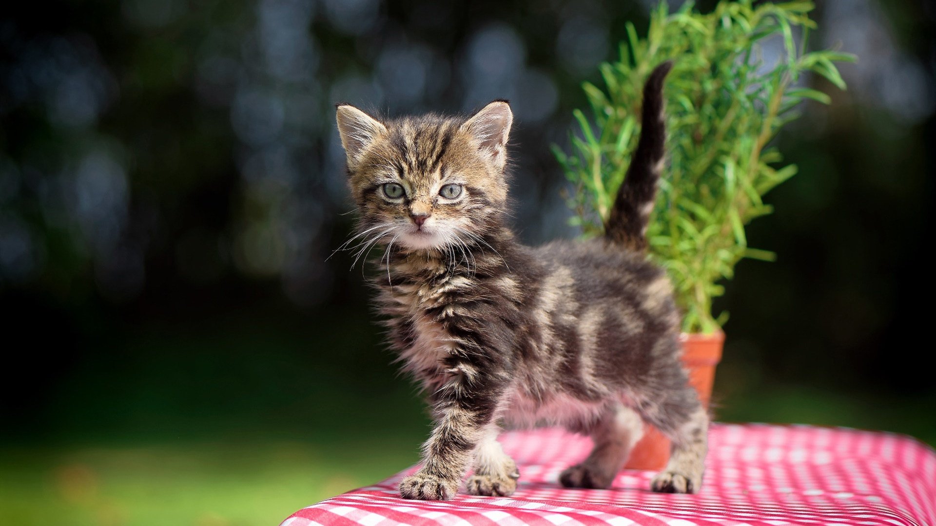 开云官网APP下载-重磅比赛预告：本周不可错过的欧洲超级联赛，欧洲超级联赛宣告成立