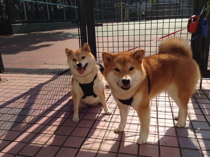 开云·体育官网-埃及队在2024年混合团体世界杯中的战术亮点，埃及队在2024年混合团体世界杯中的战术亮点是什么