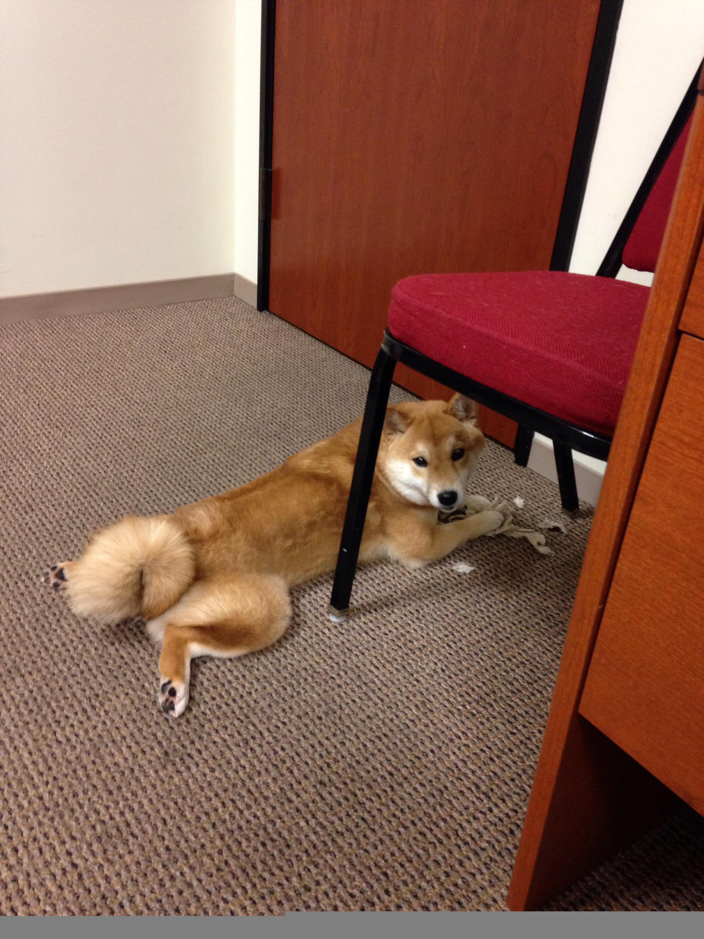 “美洲狮队在橄榄球冠军锦标赛中的关键胜利”