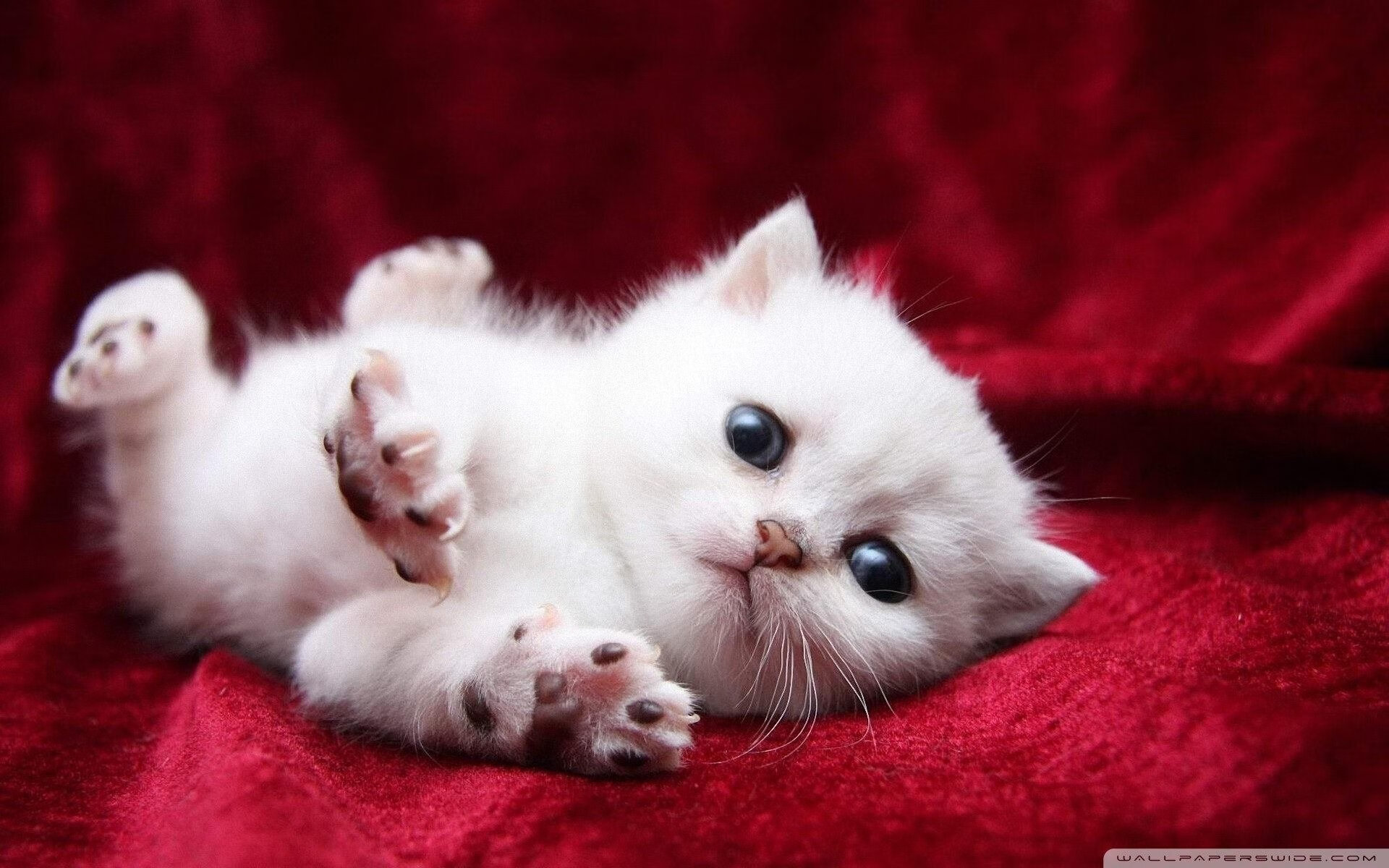 南非青训项目的国际化进程加速，橄榄球未来可期，南非拿过橄榄球世界杯冠军吗