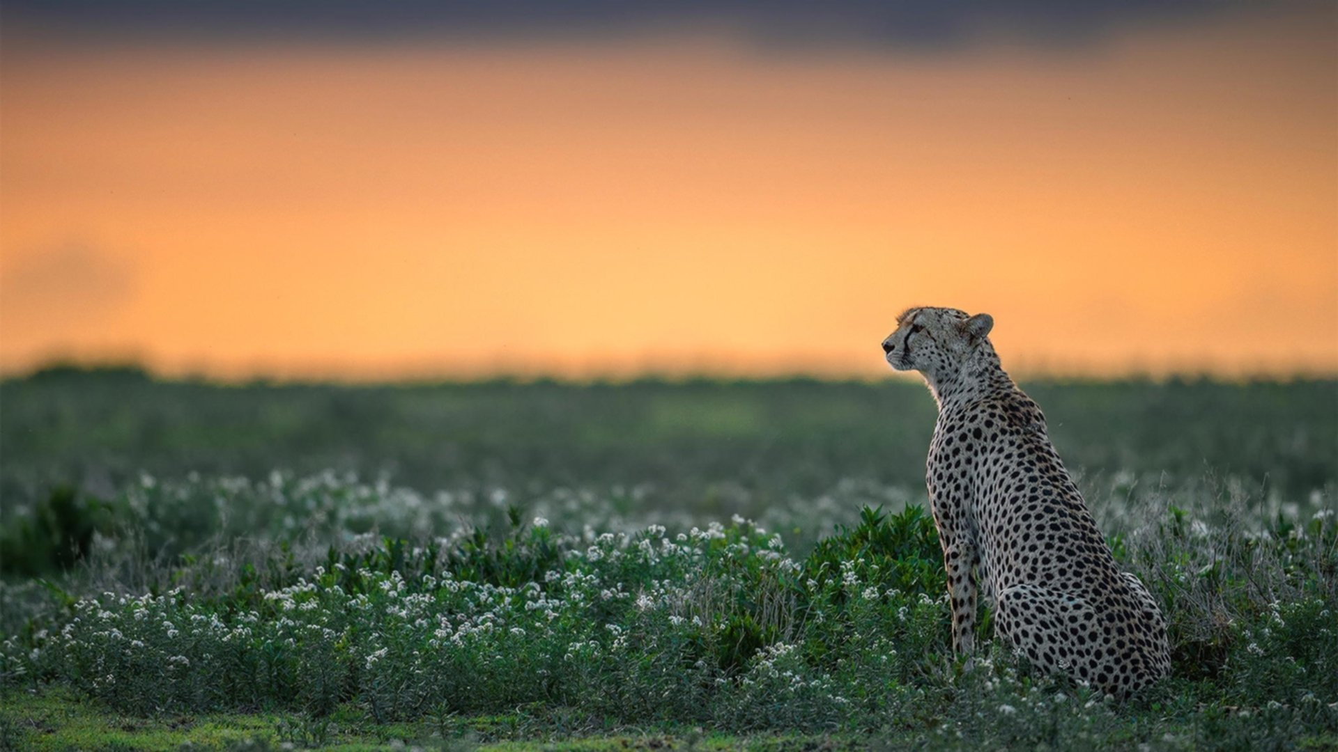 卢旺达男篮在非洲预赛中奋勇迎战，梦想奥运