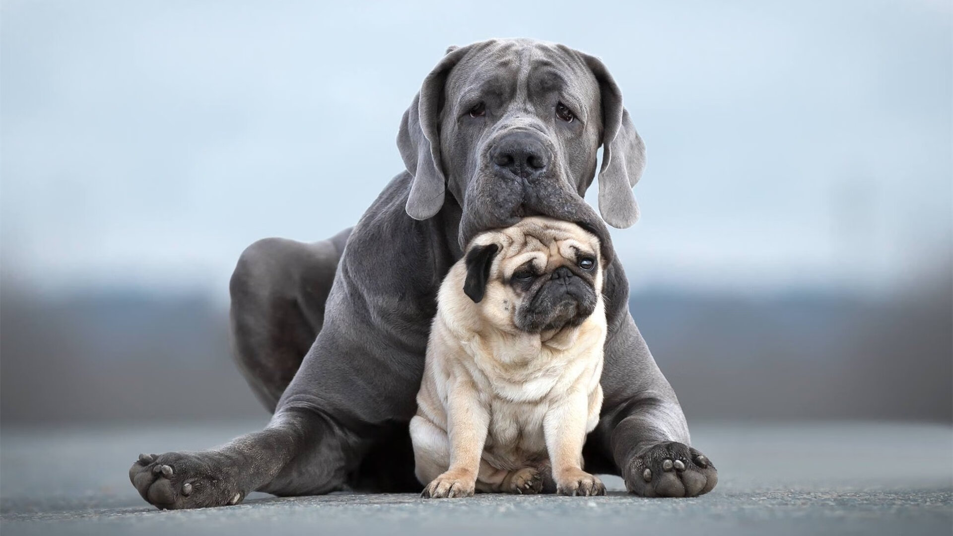 德国队重组阵容，备战下届国际大赛，德国队 阵容