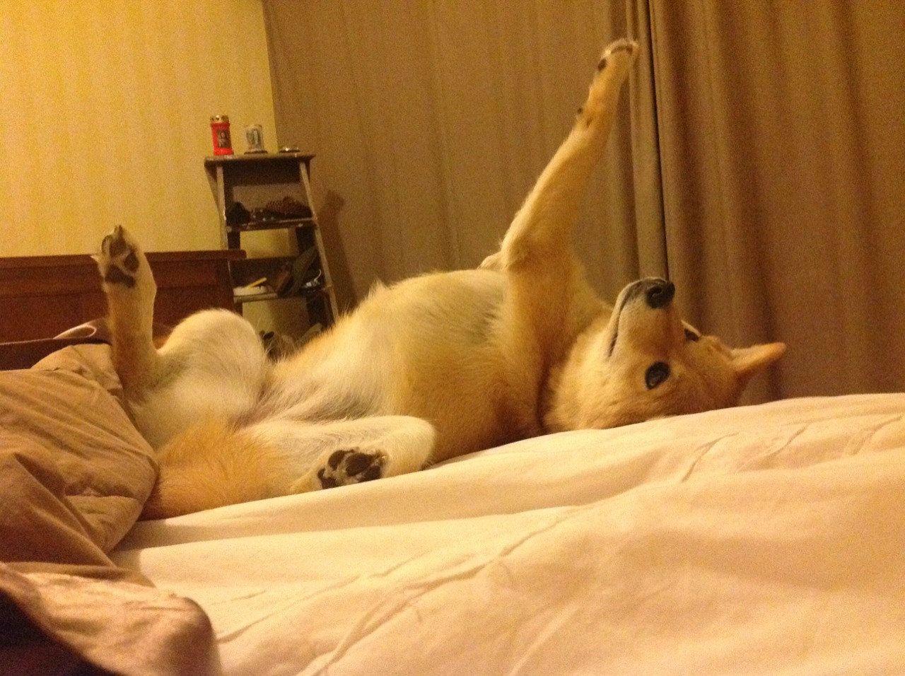 开云kaiyun-法国橄榄球与全球合作加深，赛事转播吸引更多观众，法国橄榄球大片