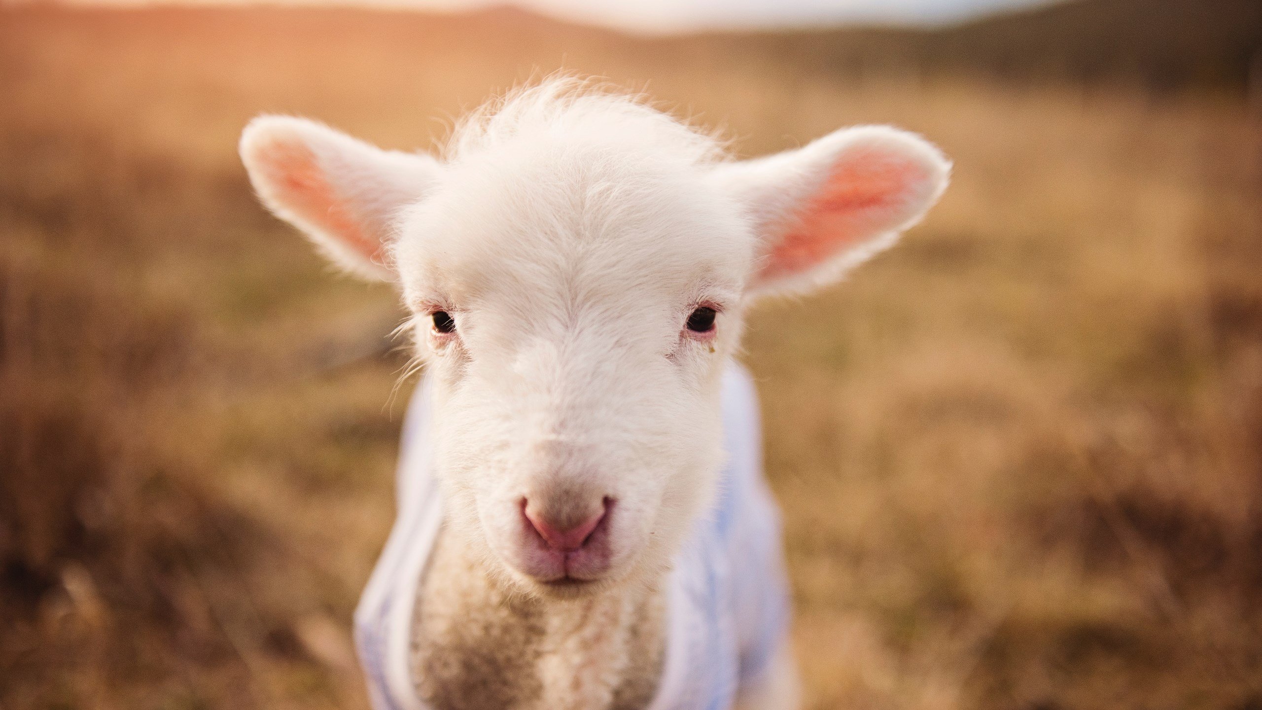 kaiyun体育app-陈艺文轻松突破预赛关卡，陈艺文教练是谁